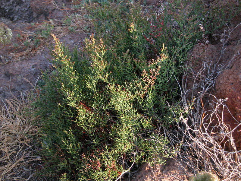 Limonium dune Piscinas